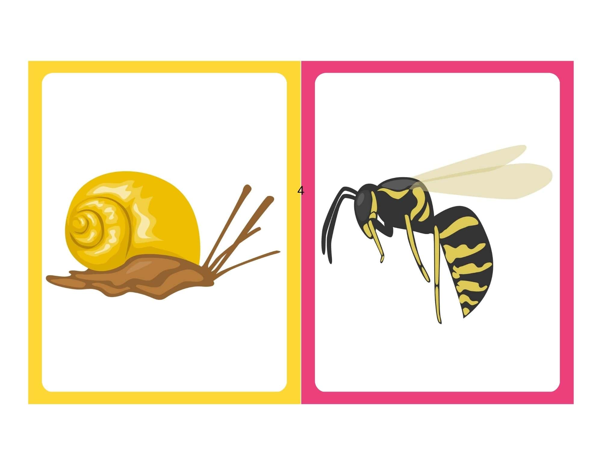 Insect flashcard with bug image and no text for kids