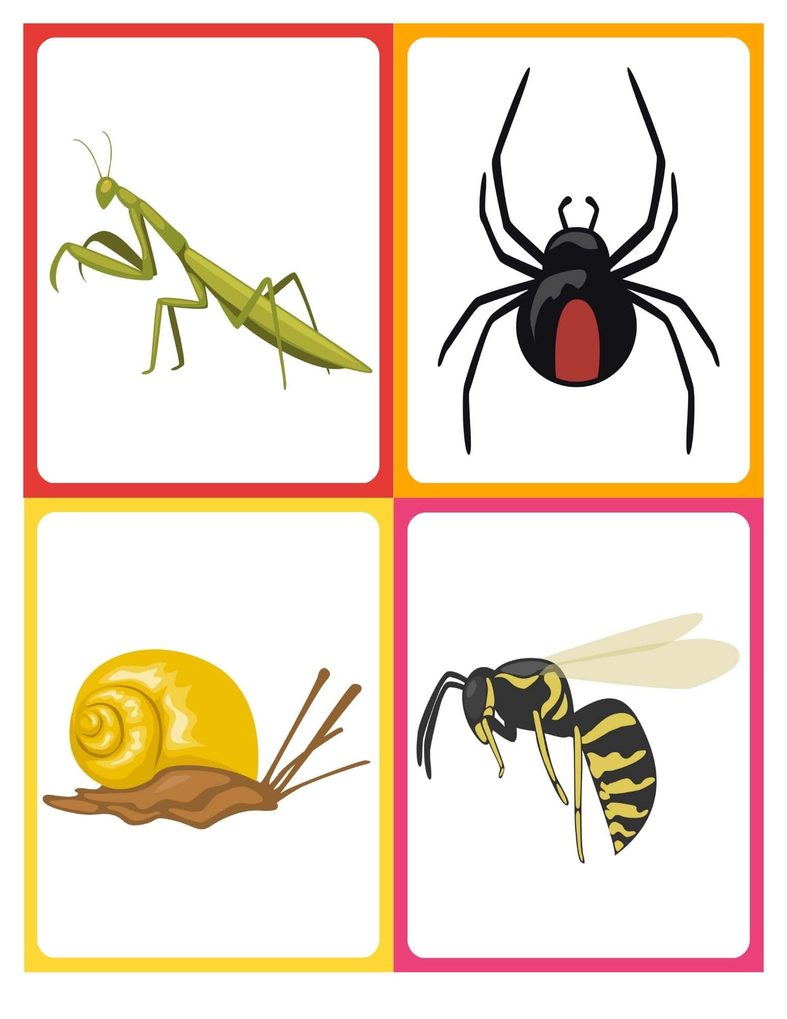 Printable insect flashcards with beetles and bugs, no words