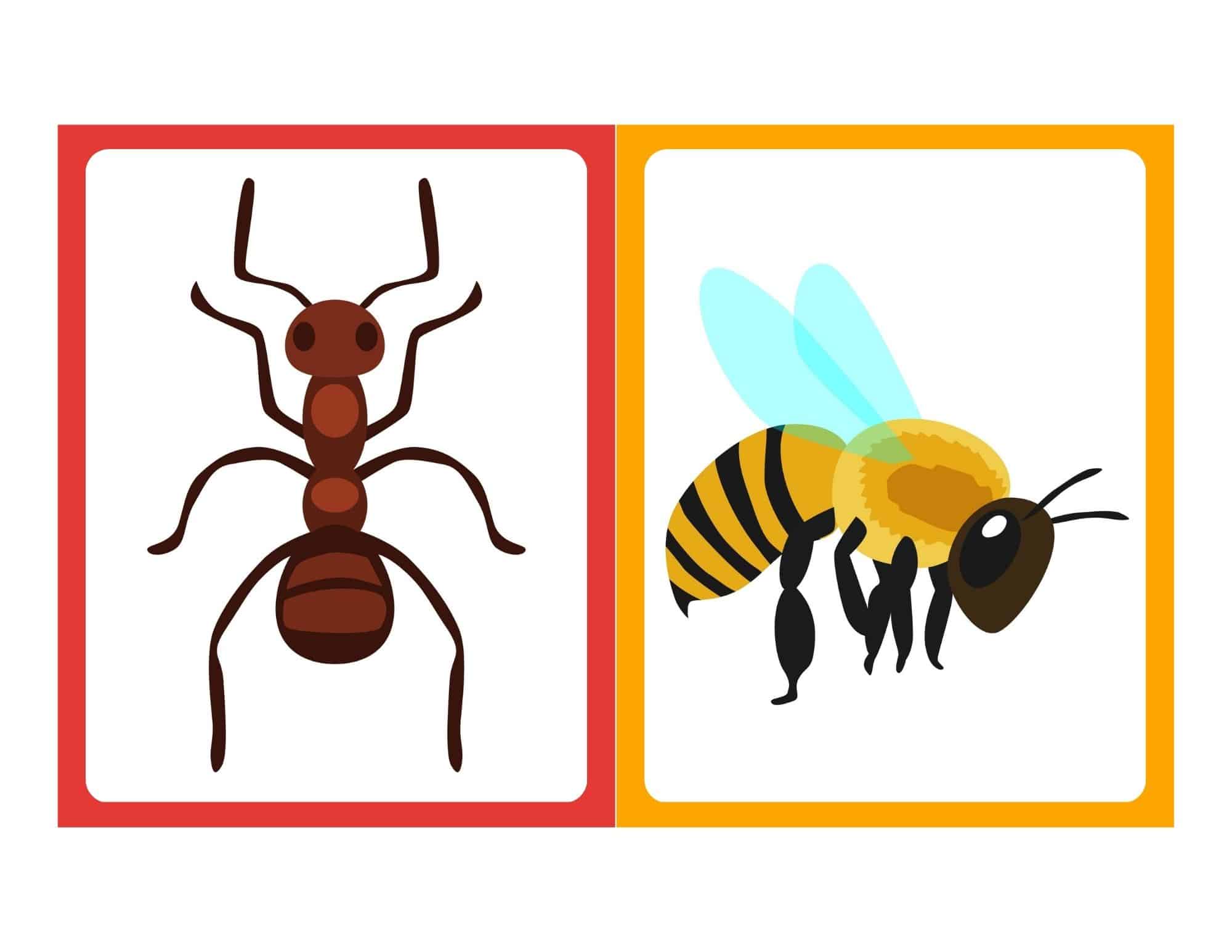 Honey bee and insect flashcards with no text for kids