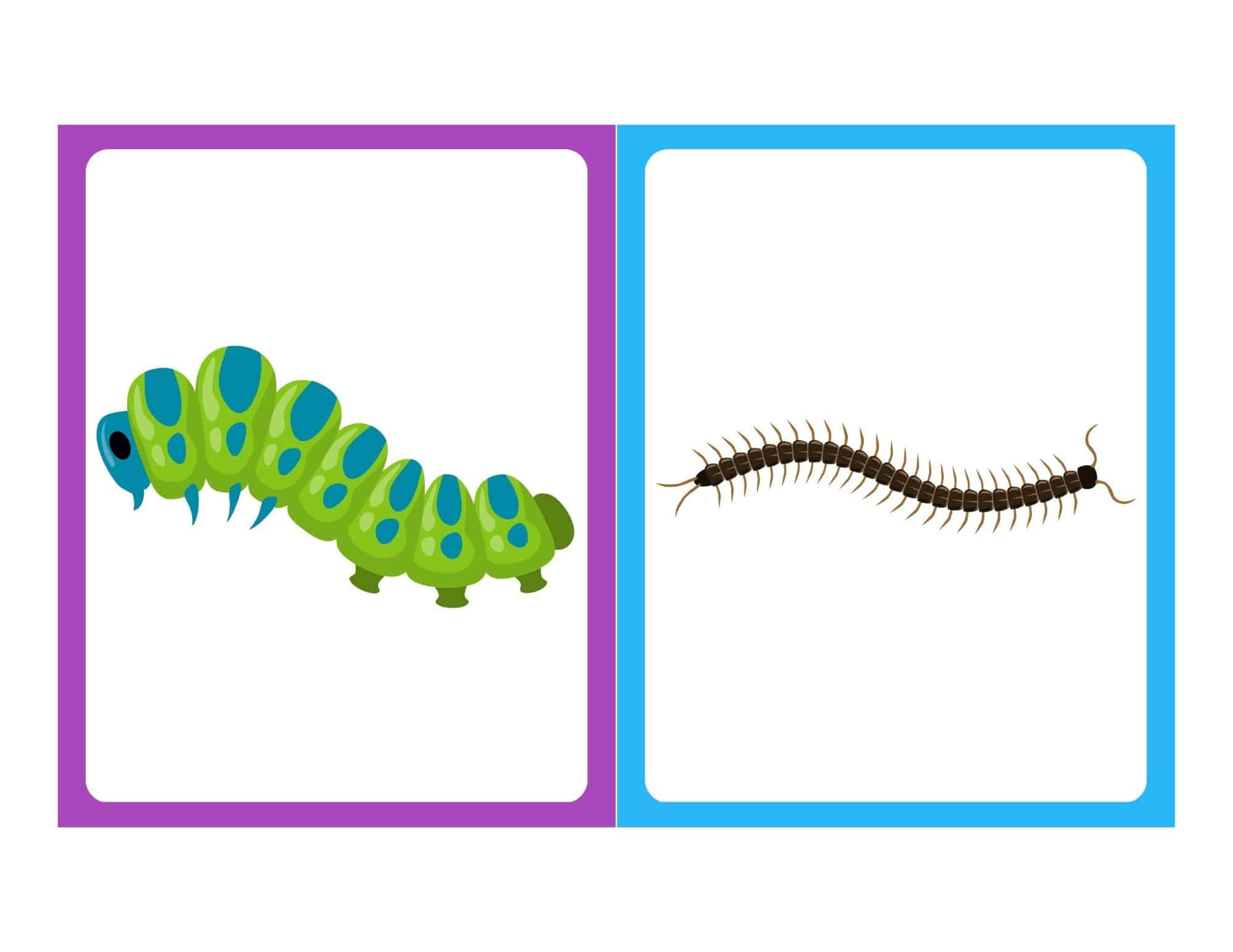Caterpillar and insect flashcards with no text for kids