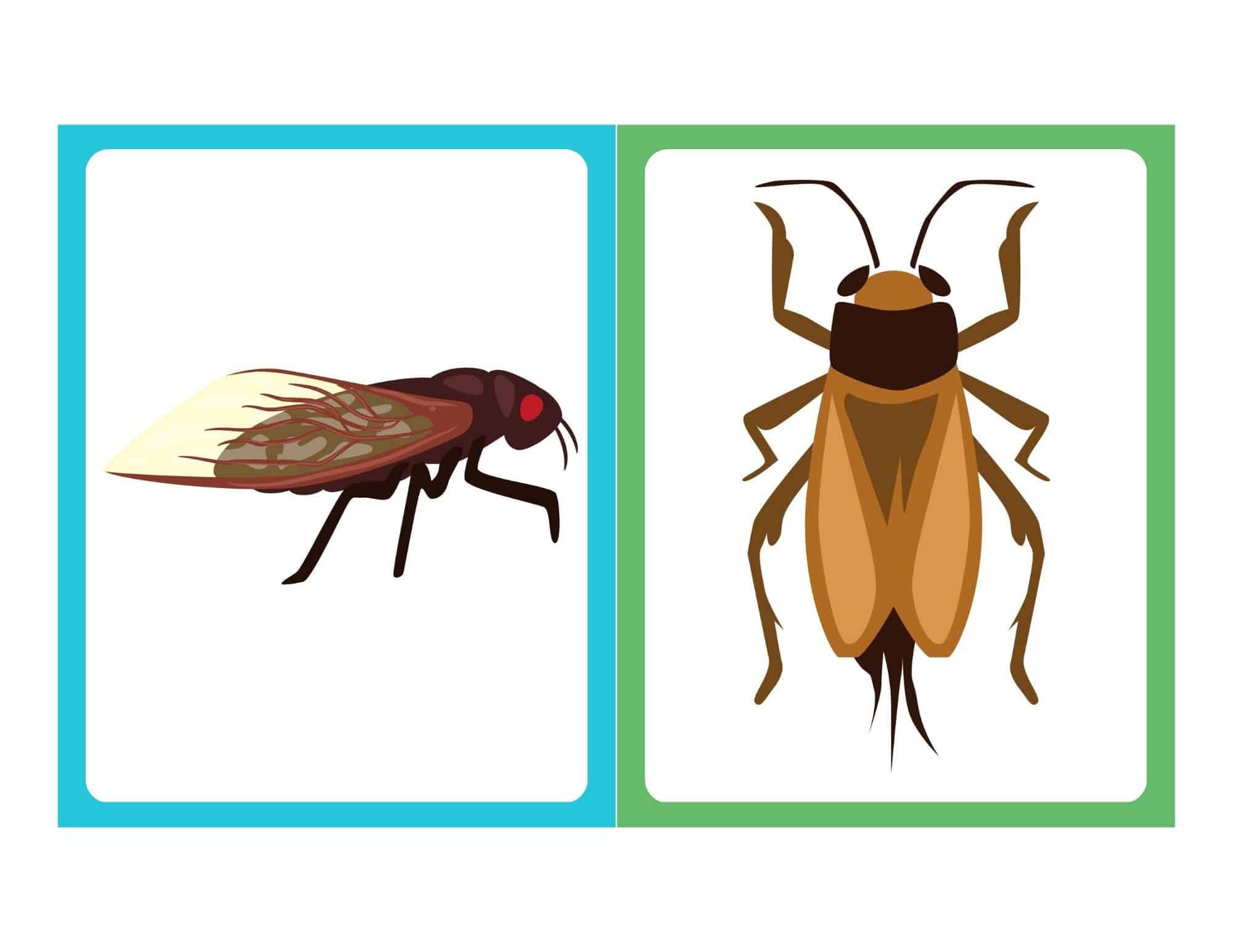 Bug flashcards with beetles and insects, no text included
