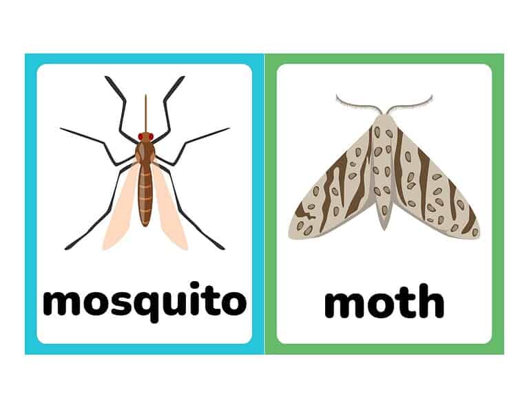 Free Printable Insect and Bug Flashcards