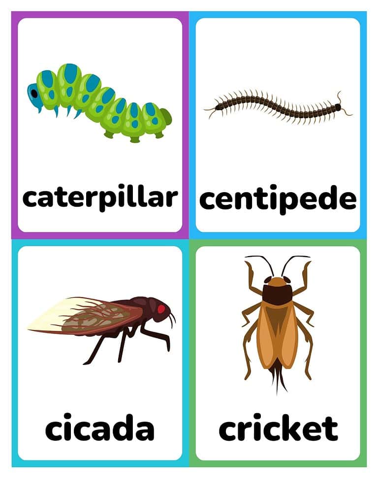 Free Printable Insect and Bug Flashcards