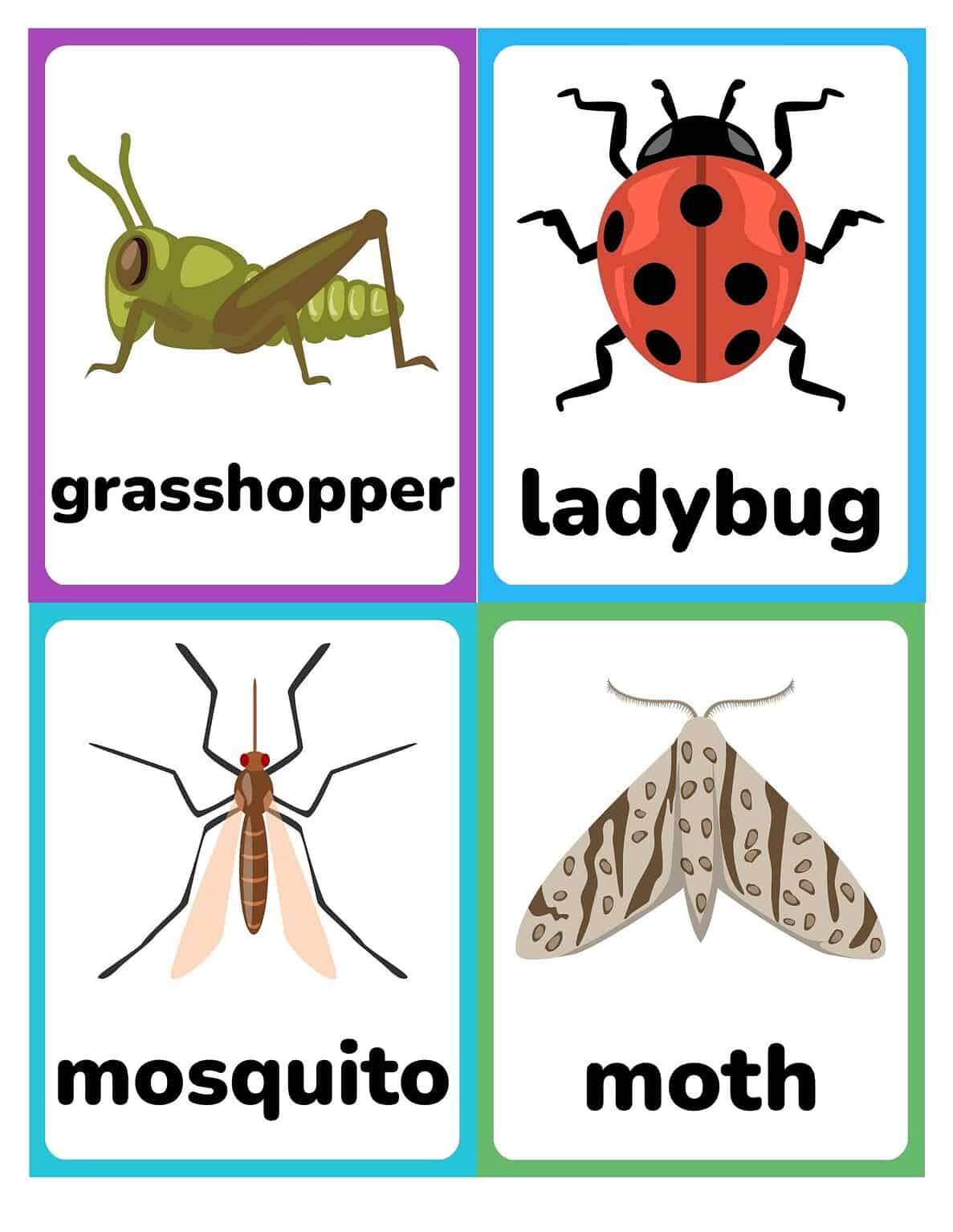 Free Printable Insect and Bug Flashcards