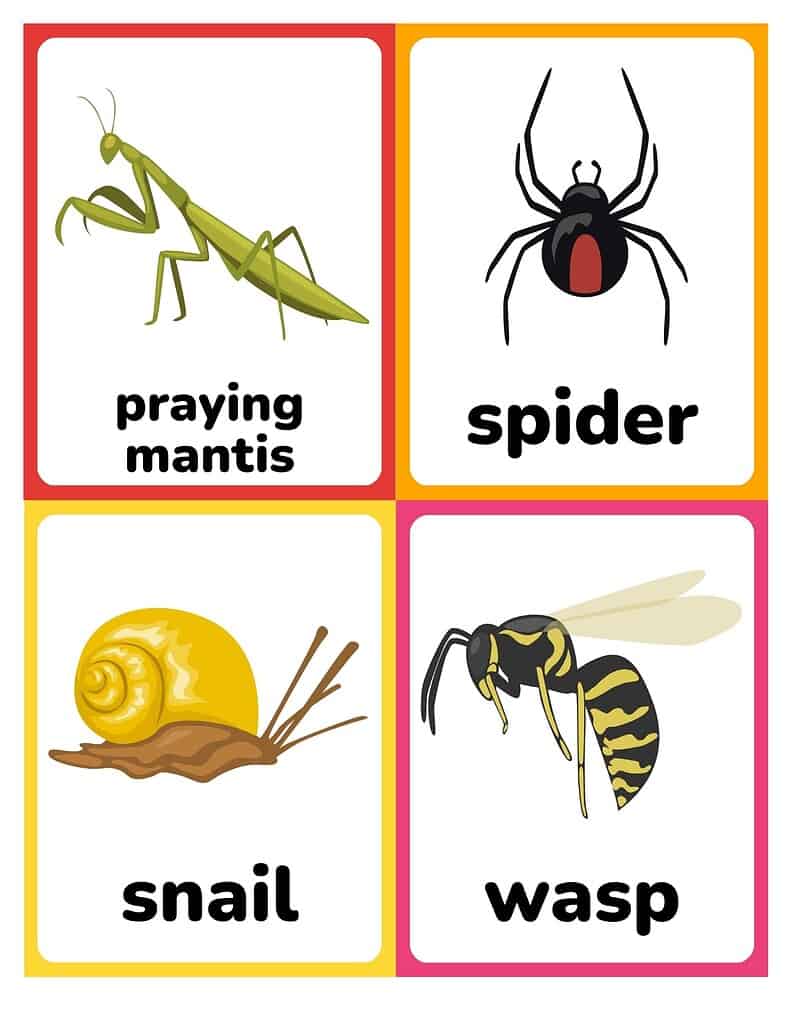 Free Printable Insect and Bug Flashcards