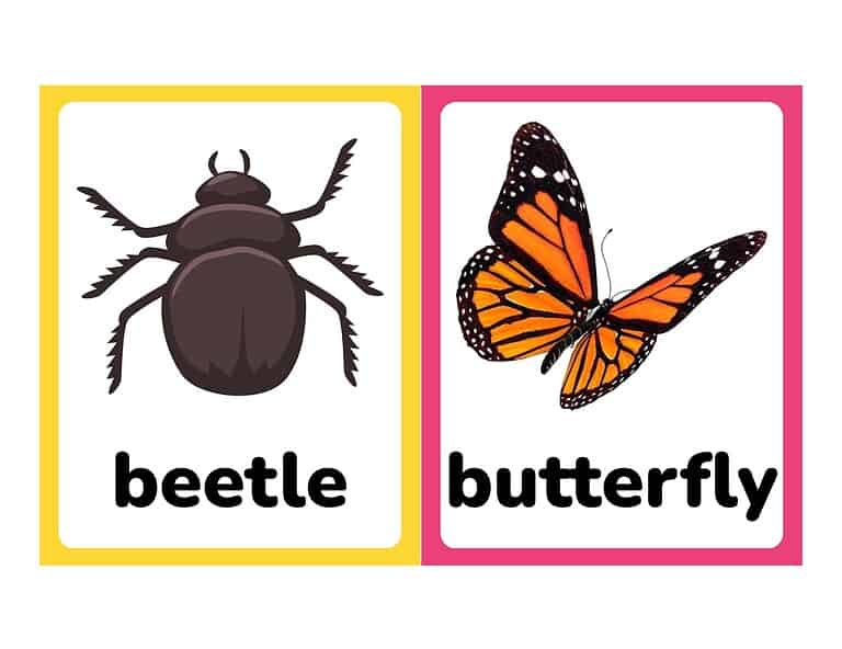 Free Printable Insect and Bug Flashcards