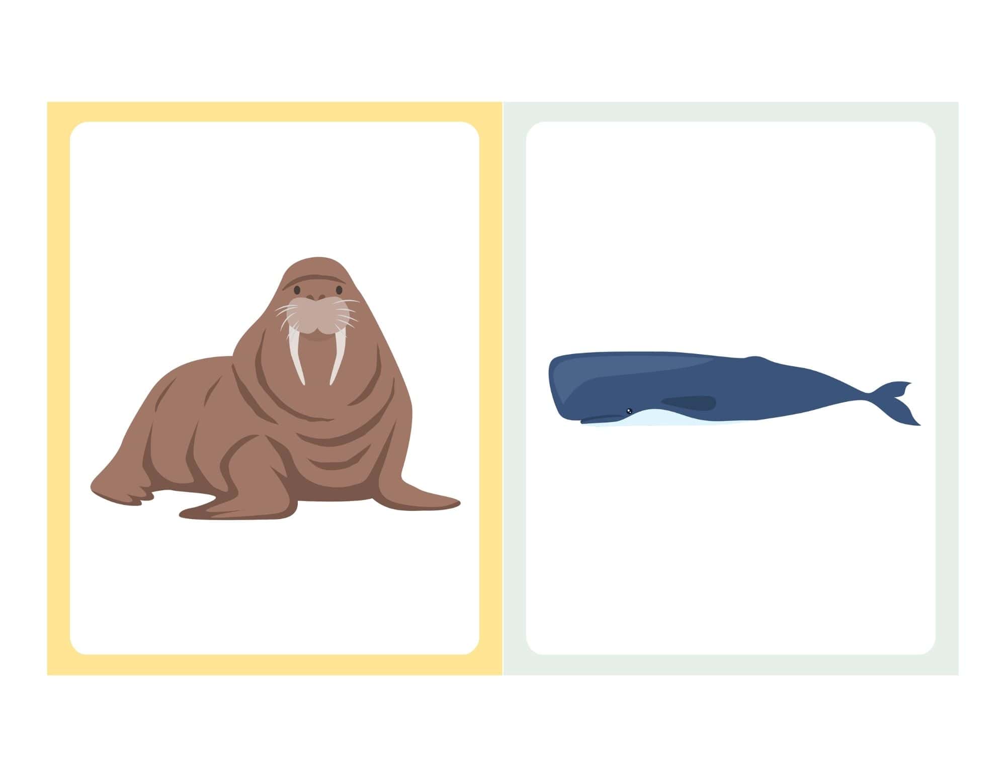 Flashcard with cartoon walrus and no text