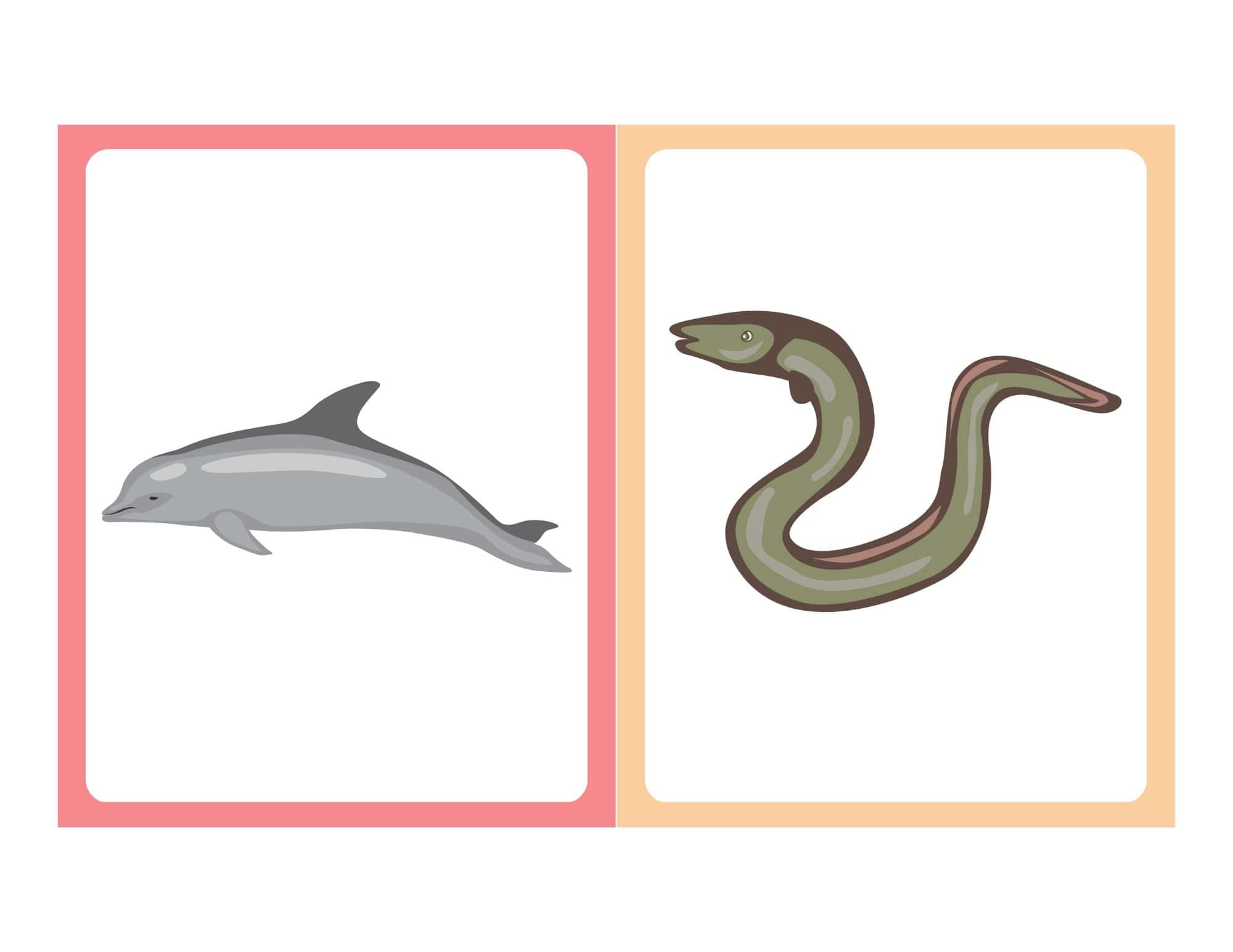 Flashcard with cartoon sea animal and no text