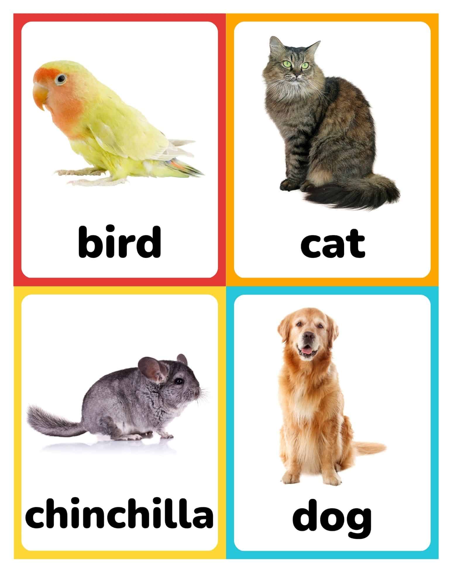 Flashcards with real photos of a bird, cat, chinchilla, and dog