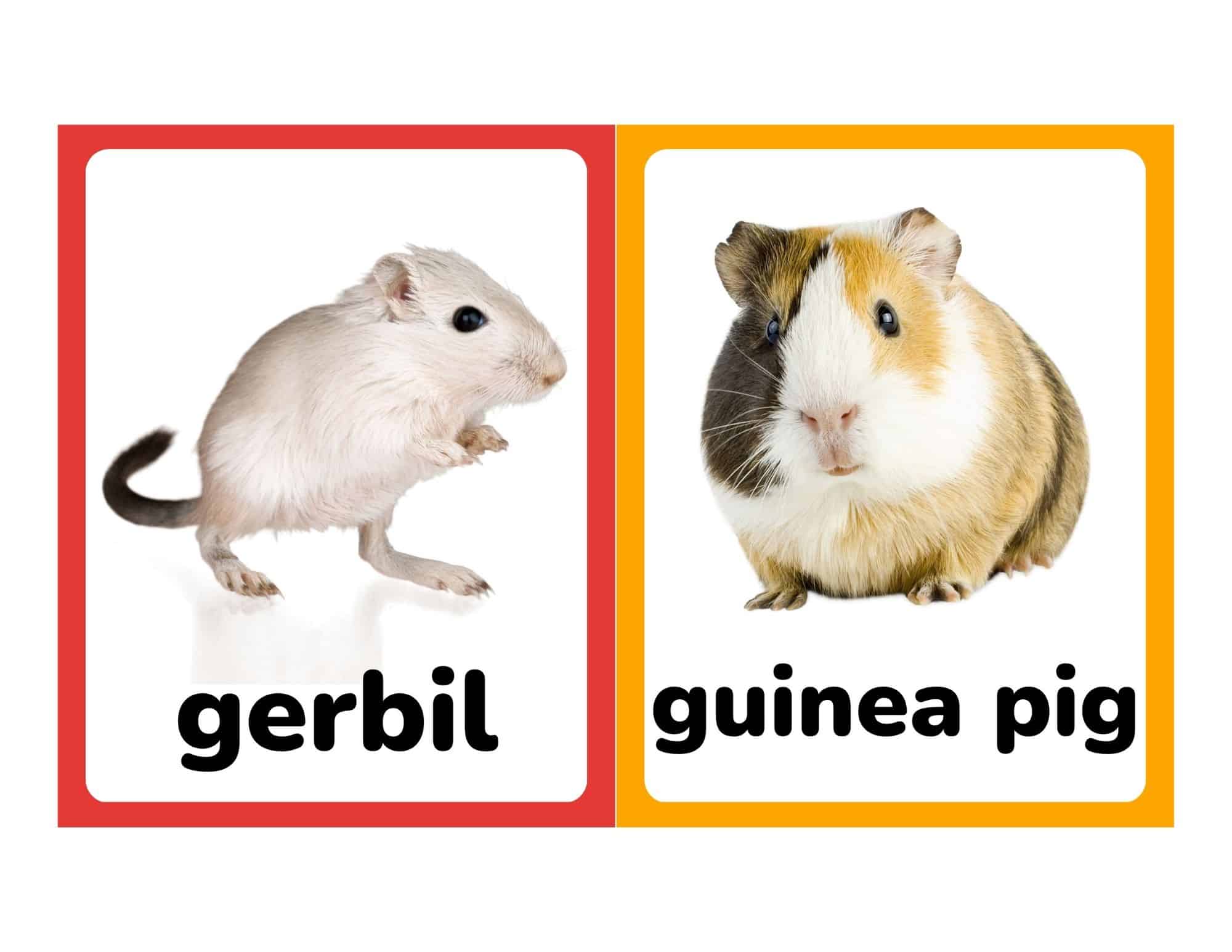 Flashcards with real photos of a gerbil and guinea pig