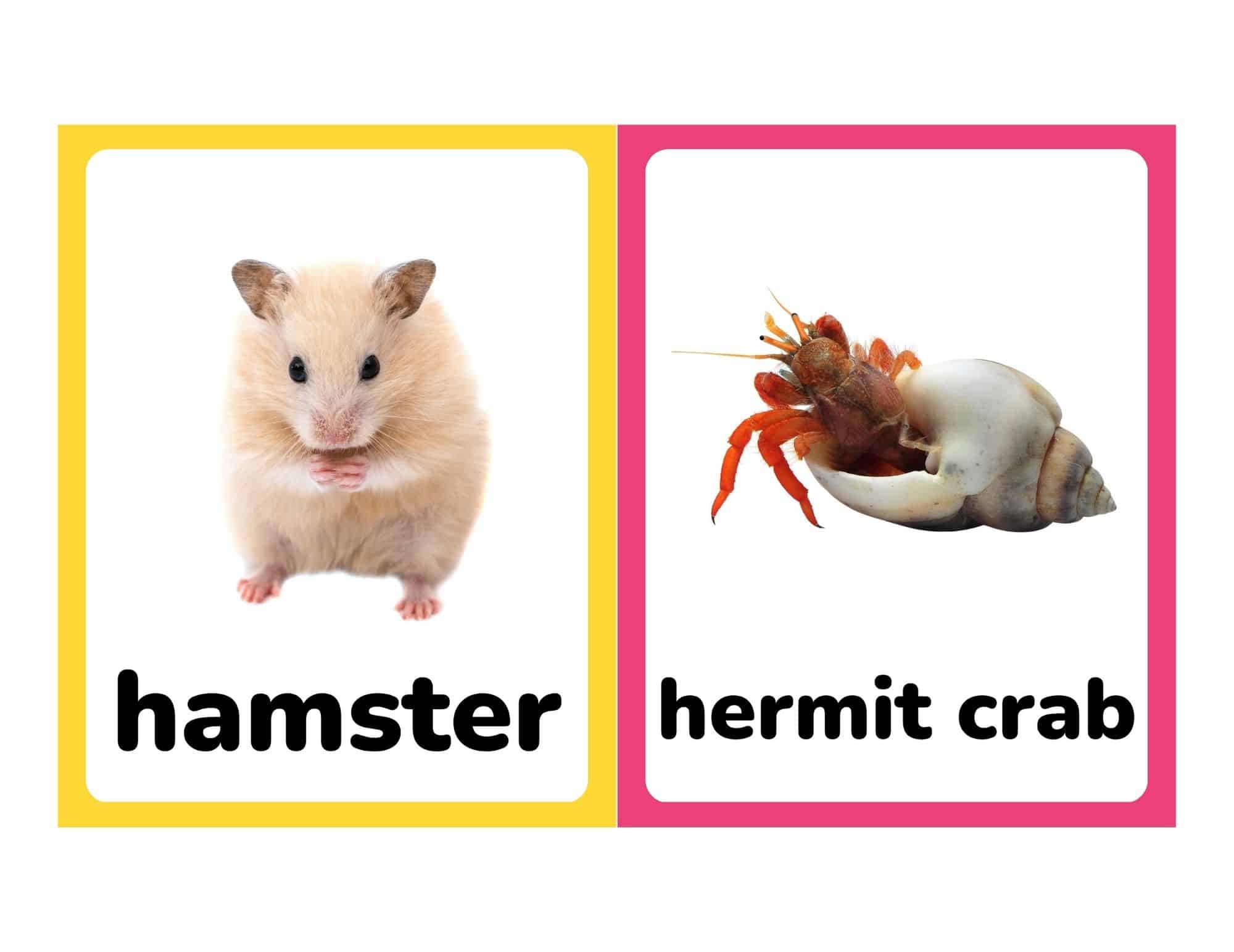 Flashcards with real photos of a hamster and hermit crab