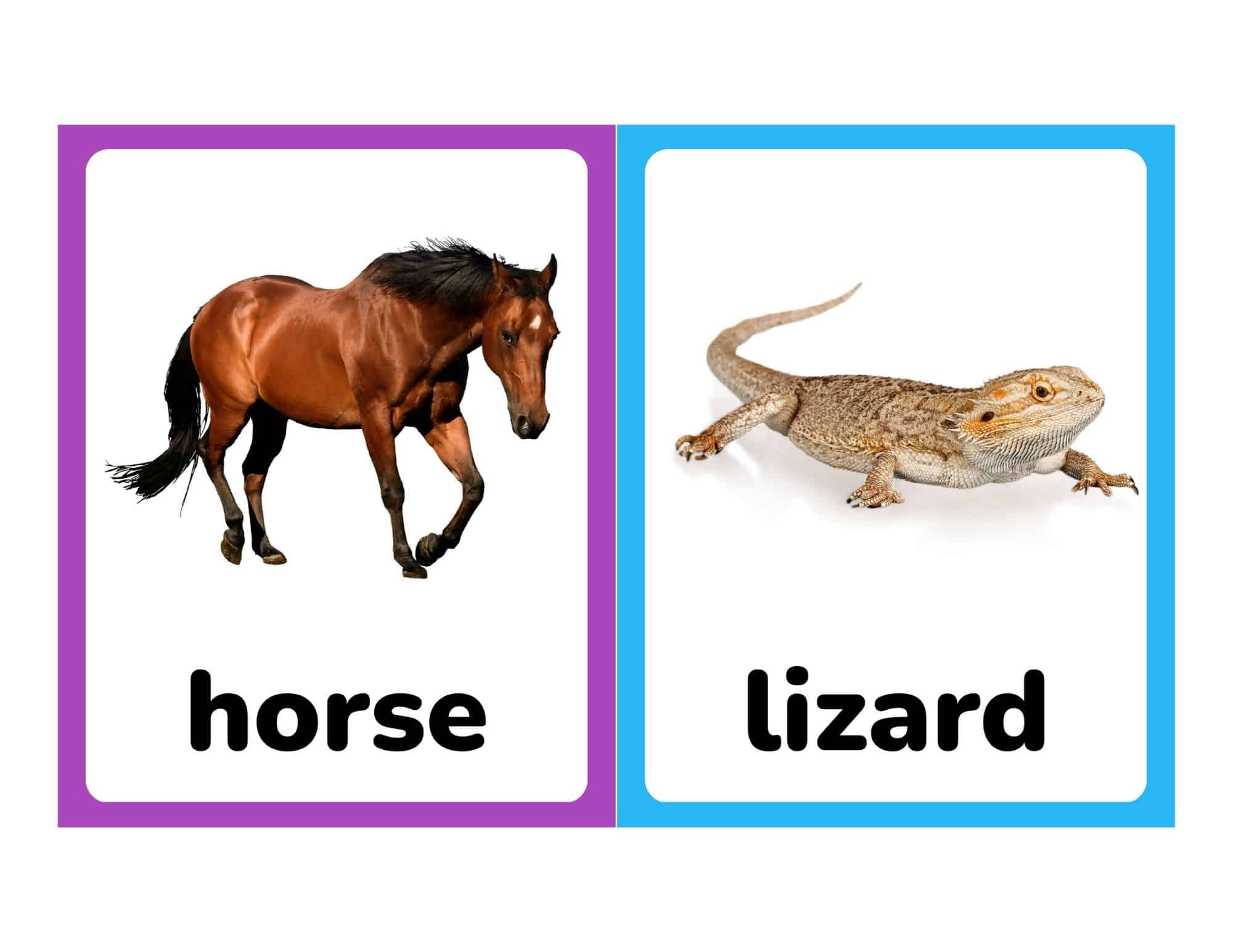 Flashcards with real photos of a horse and lizard