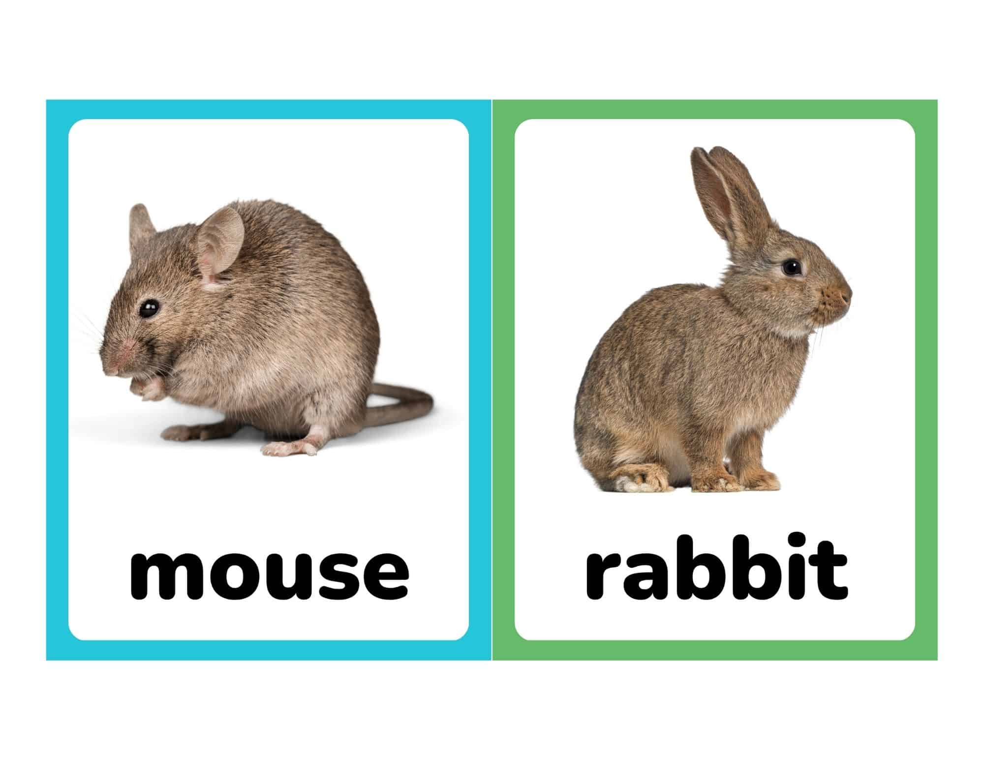 Flashcards with real photos of a mouse and rabbit