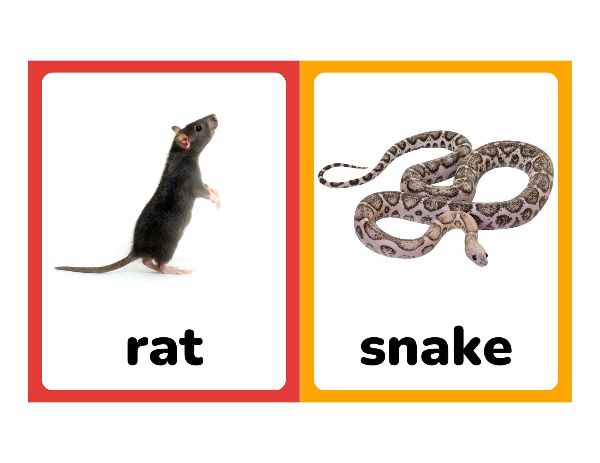 Flashcards with real photos of a rat and snake