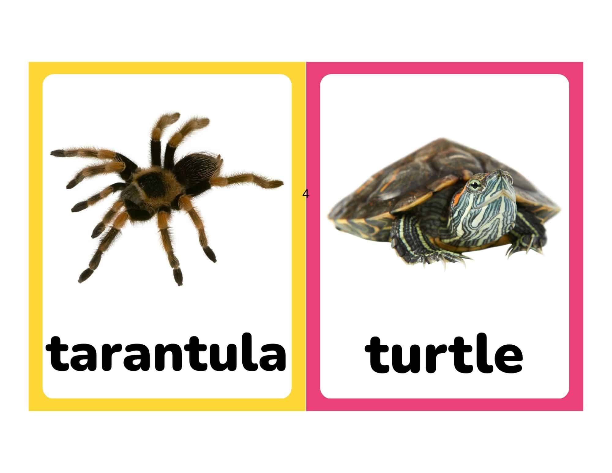 Flashcards with real photos of a tarantula and turtle