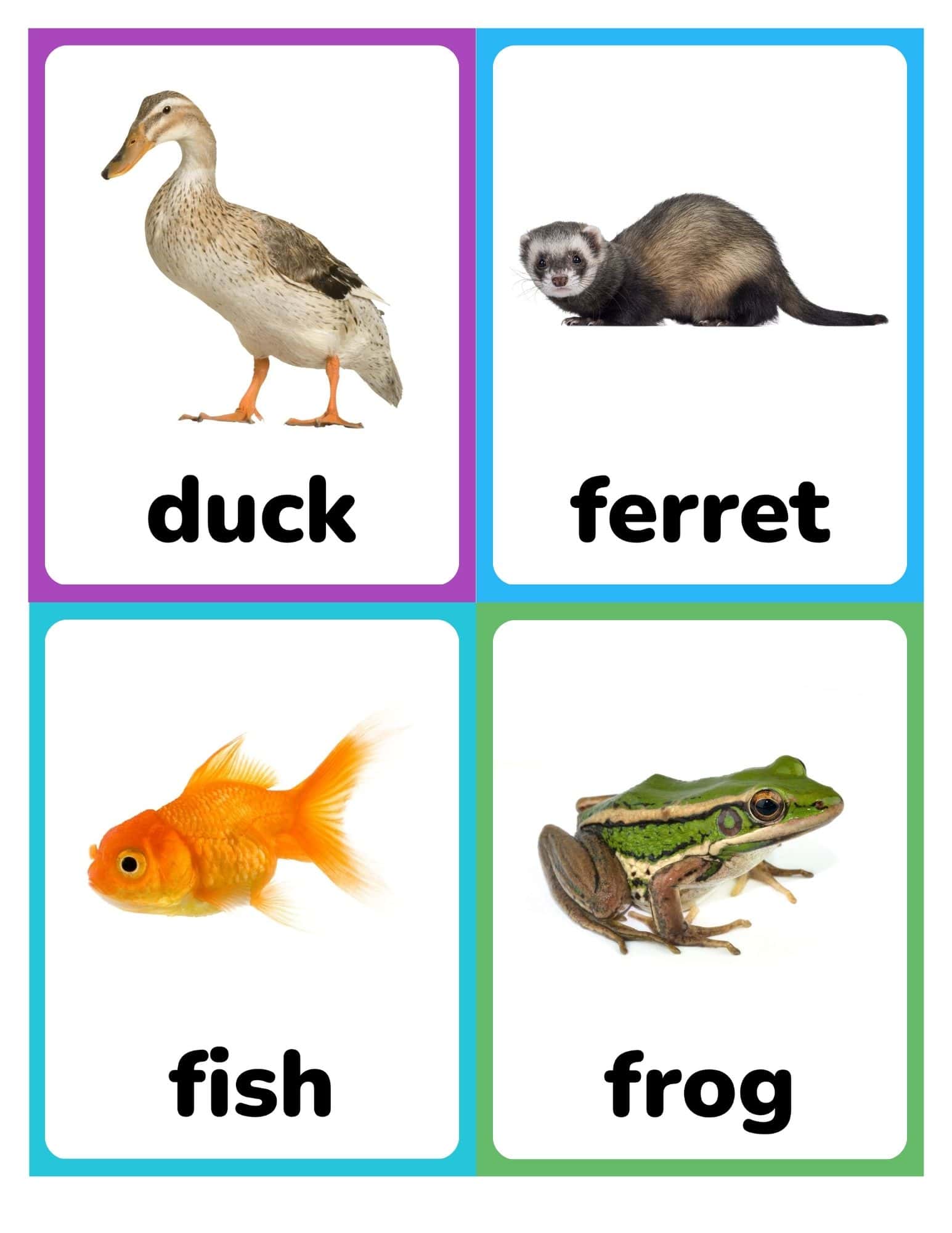 Flashcards with real photos of a duck, ferret, fish, and frog