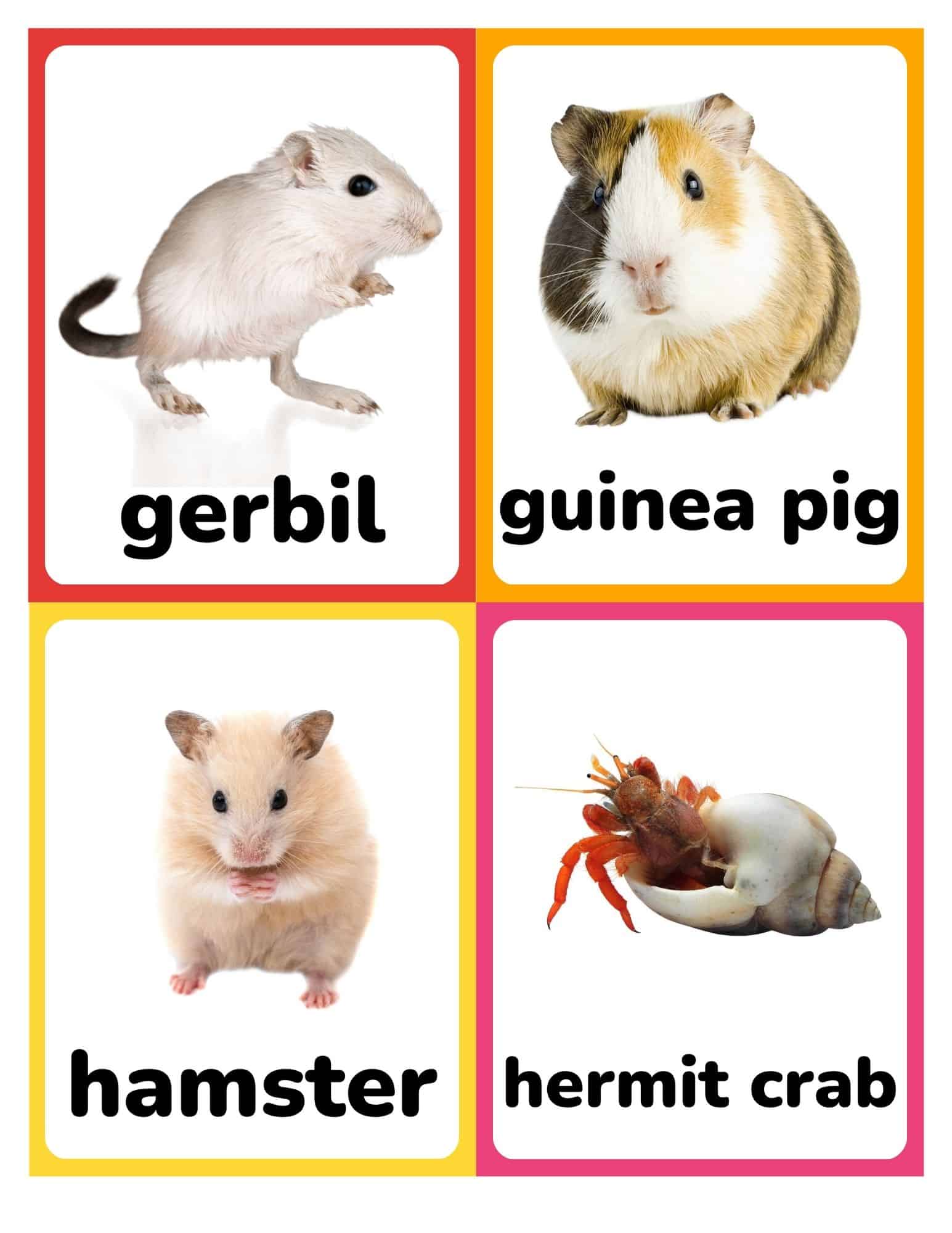 Flashcards with real photos of a gerbil, guinea pig, hamster, and hermit crab