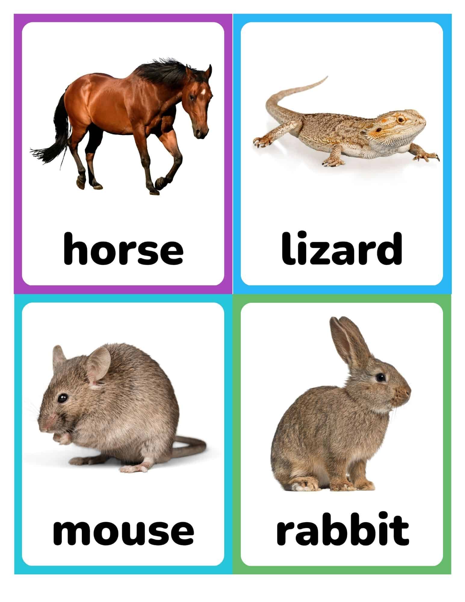 Flashcards with real photos of a horse, lizard, mouse, and rabbit