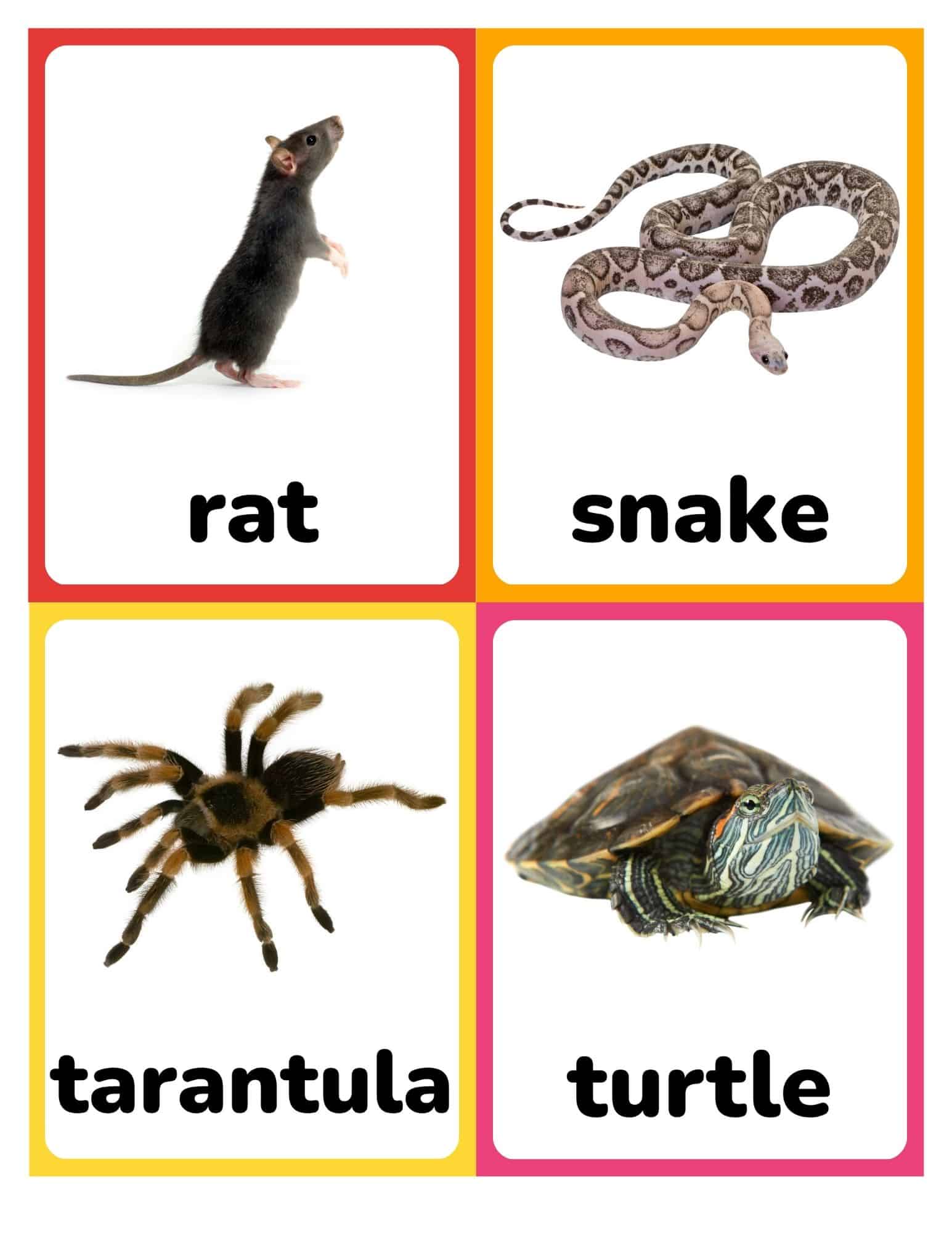 Flashcards with real photos of a rat, snake, tarantula, and turtle