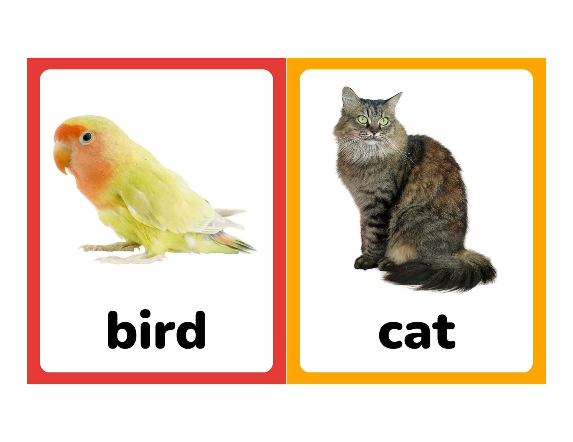 Flashcards with real photos of a bird and cat