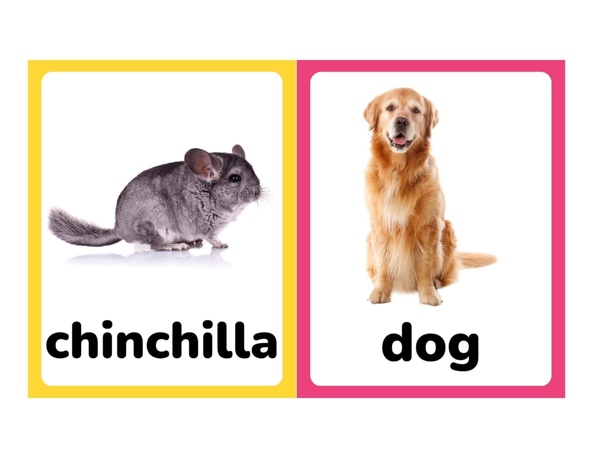 Flashcards with real photos of a chinchilla and dog