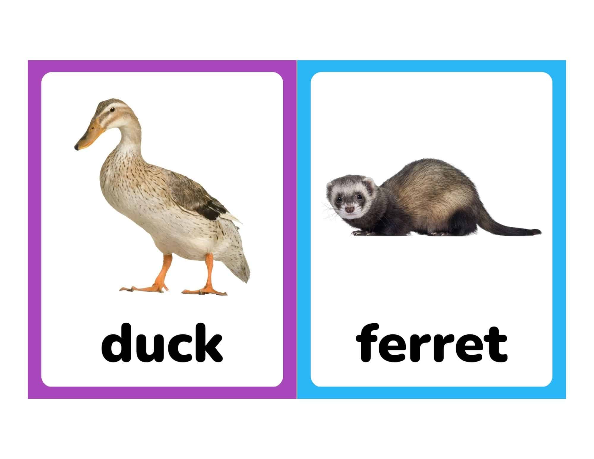 Flashcards with real photos of a duck and ferret
