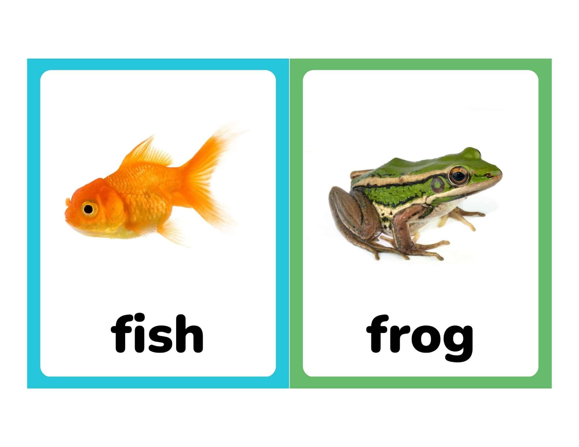 Flashcards with real photos of a fish and frog