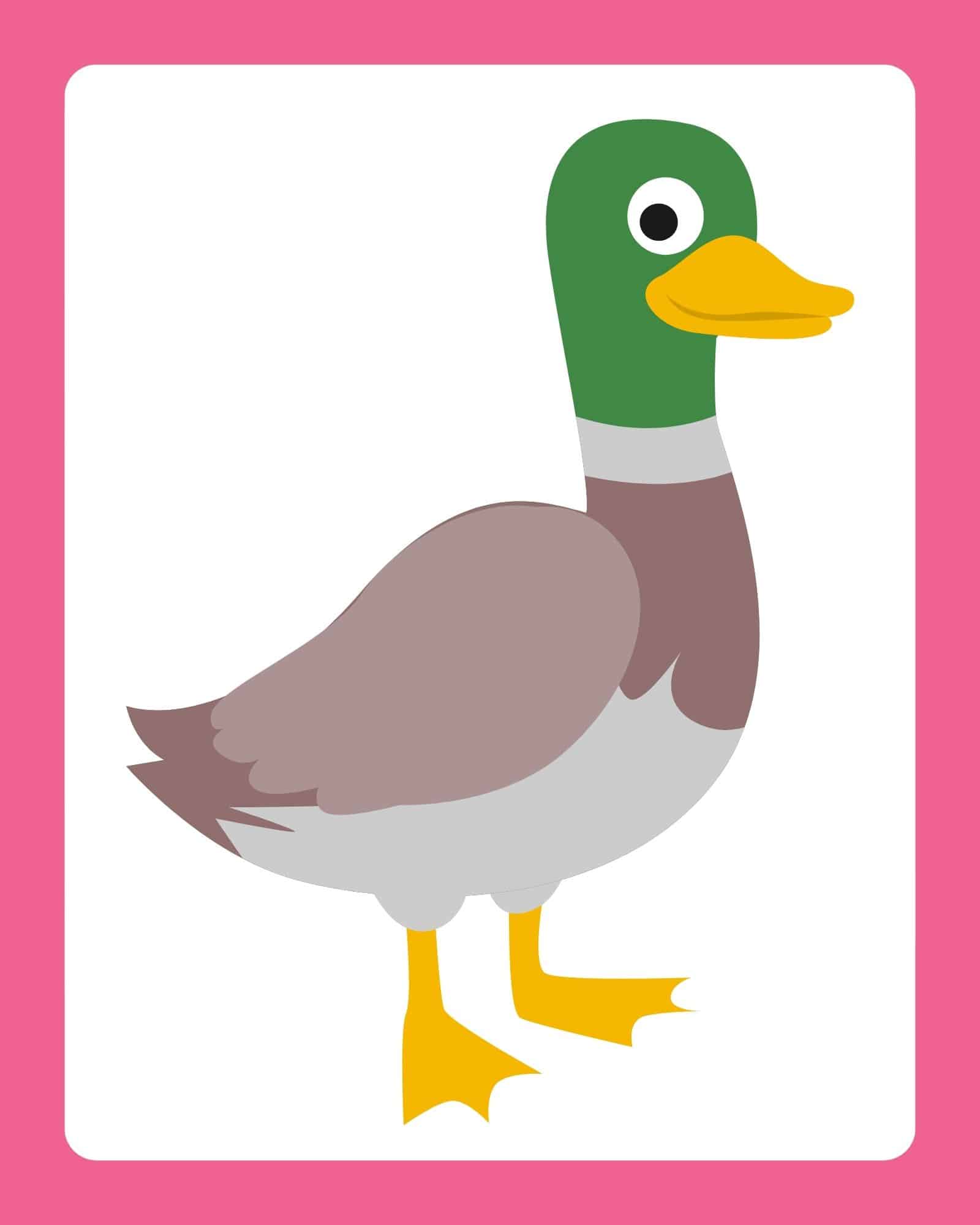 Cartoon mallard duck on a white card with pink border, Easter printable.
