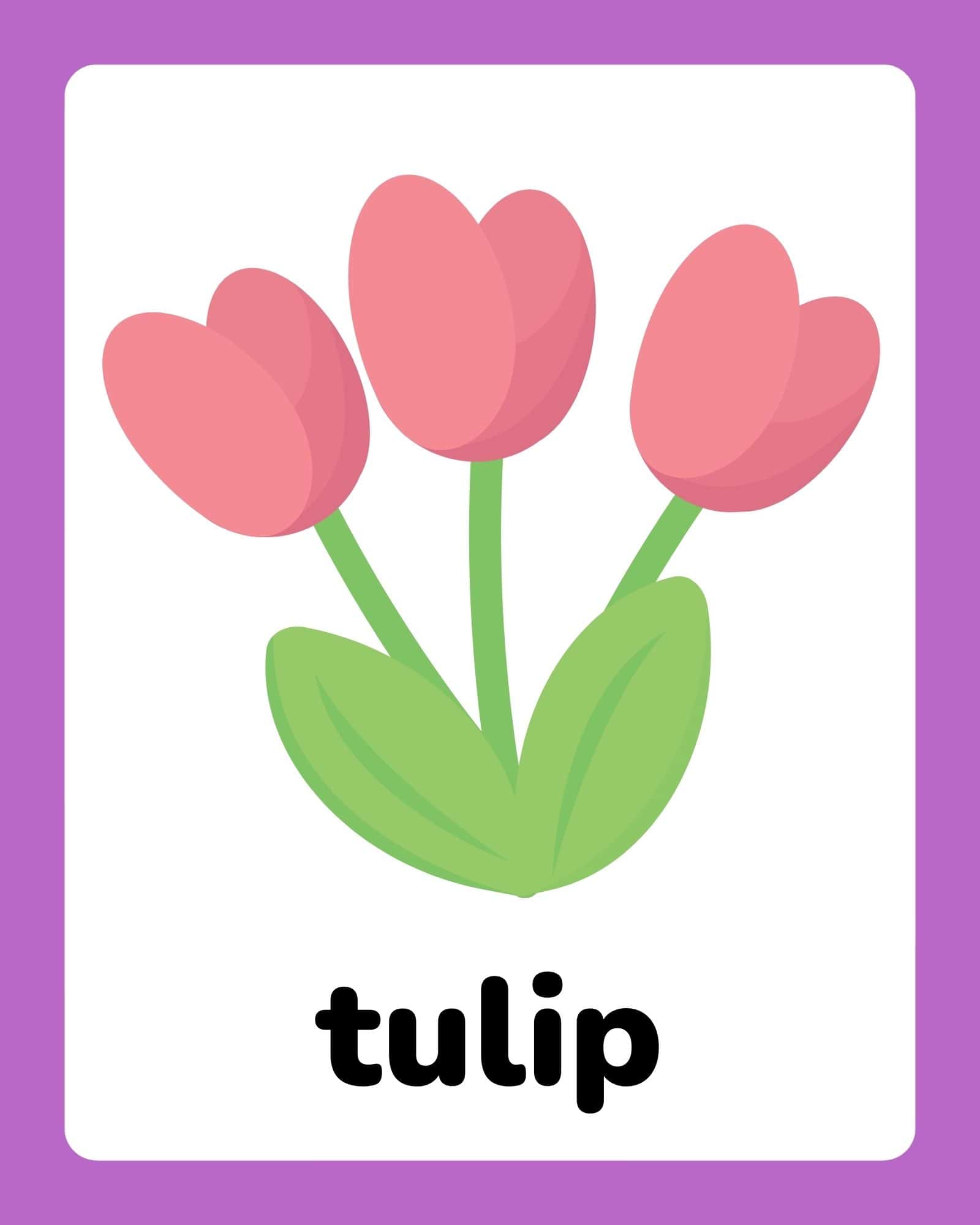 Flashcard with pink tulips and the word 'tulip' on a purple-bordered card.