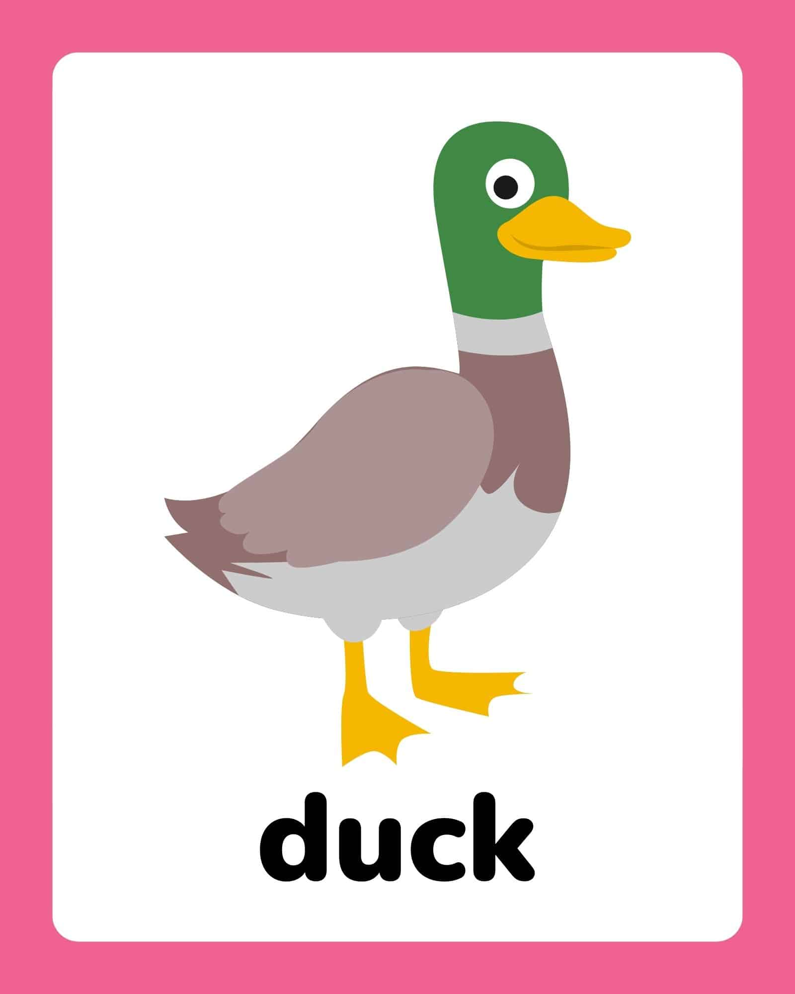 Duck flashcard with pink border and the word 'duck' in bold.