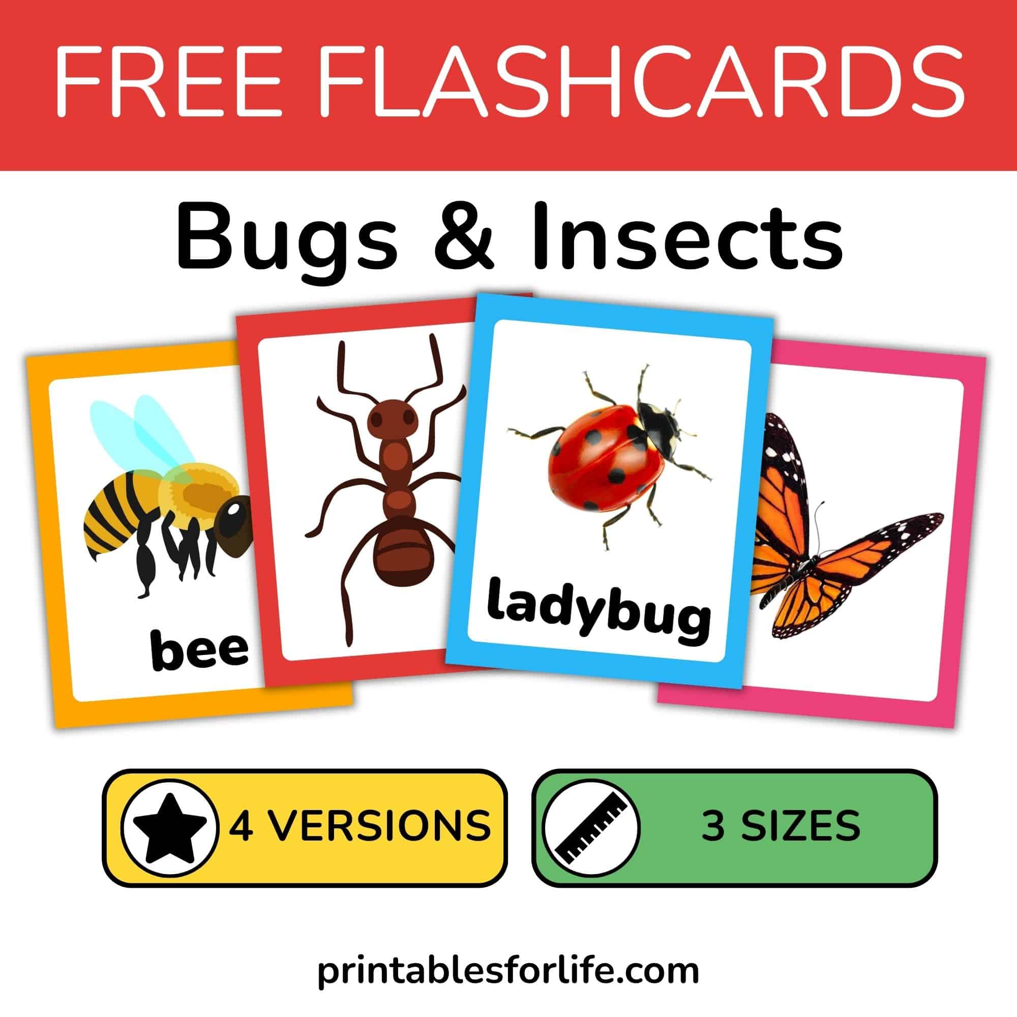 Set of insect and bugs flashcards with a bee, ant, ladybug, and butterfly. Illustrated and realistic images. Three different sizes.