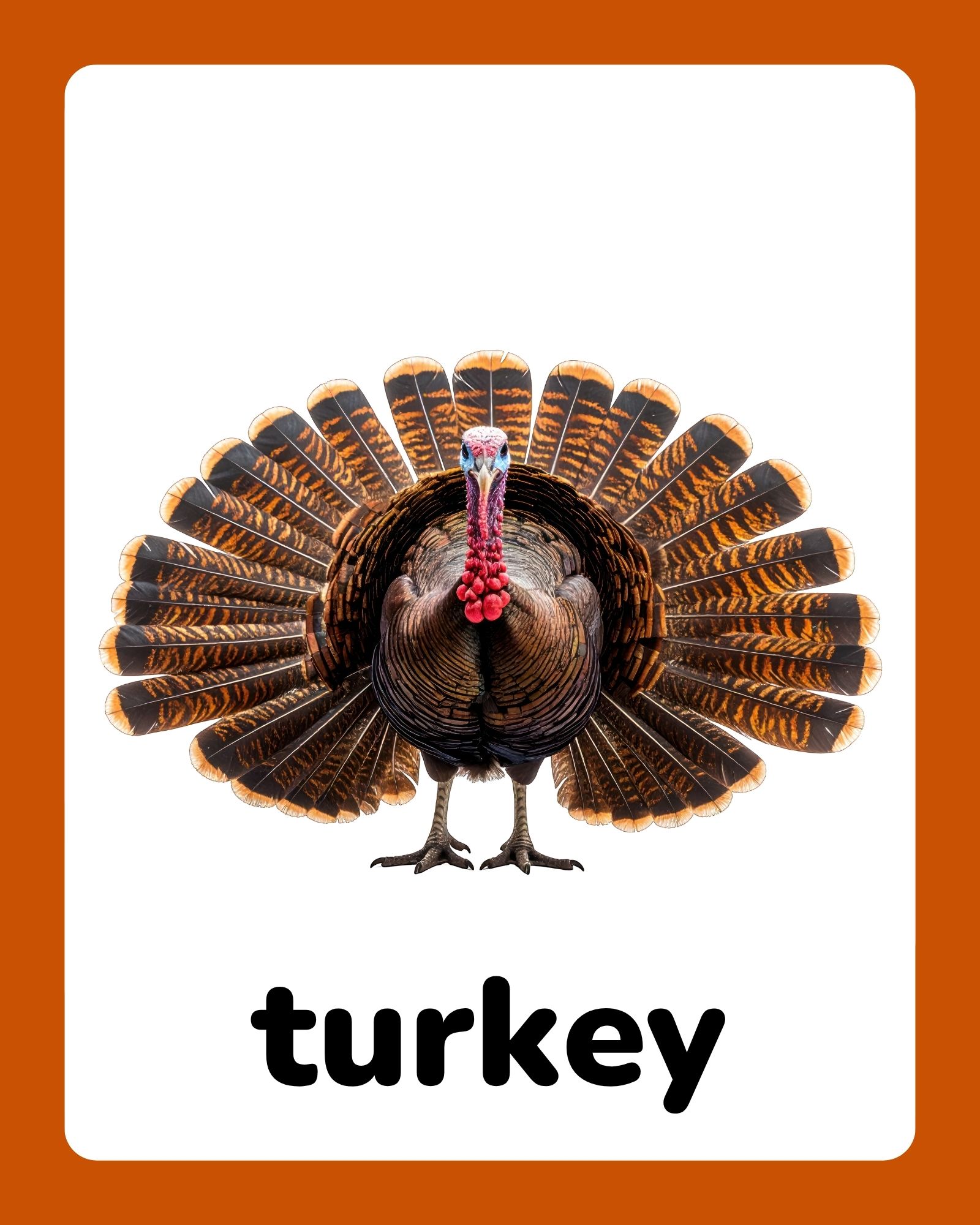 Front-facing turkey with fully fanned brown and orange tail feathers centered on a white card with rounded corners and orange border.