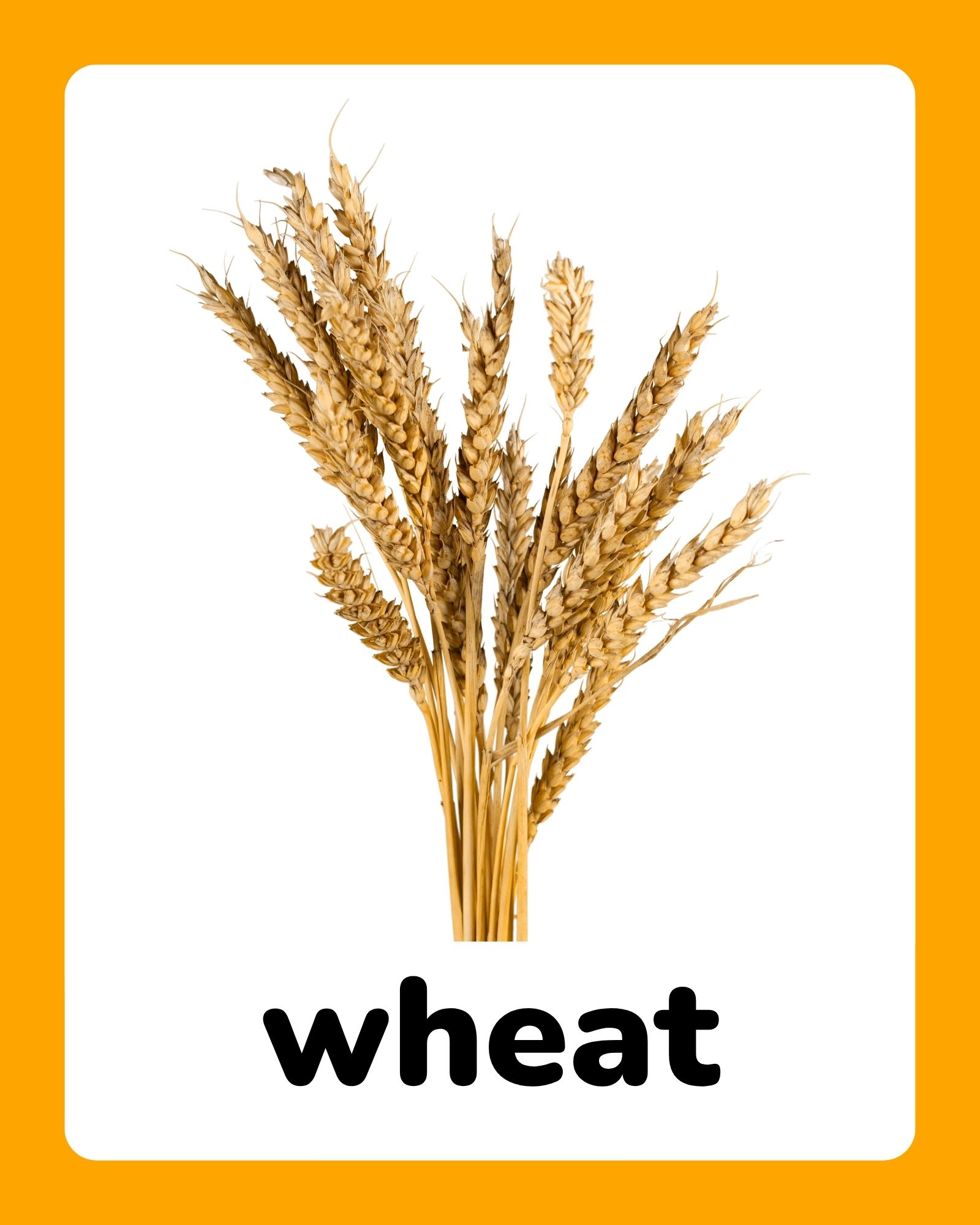 Bundle of golden wheat stalks centered above the bold lowercase word “wheat” on a white card with orange border.