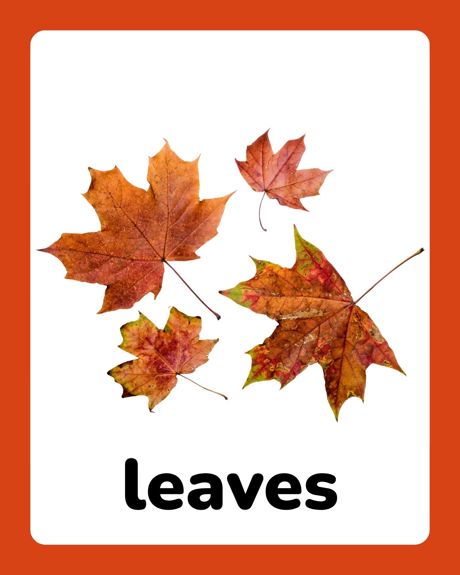 Four autumn maple leaves in orange, red and green tones arranged on a white card with rounded corners and thick orange border.