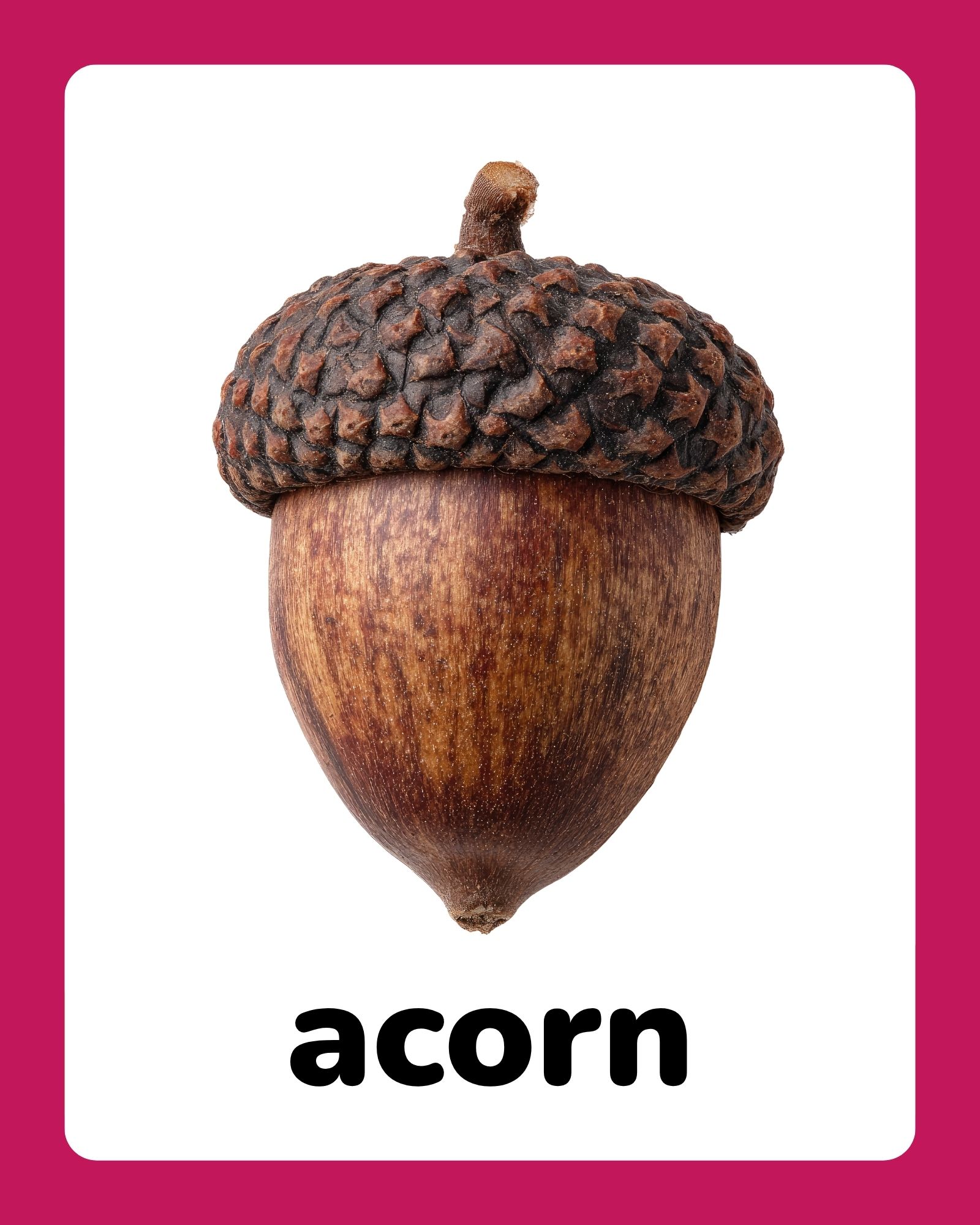 Close-up of a single brown acorn with textured cap centered on a white card framed by magenta borders.