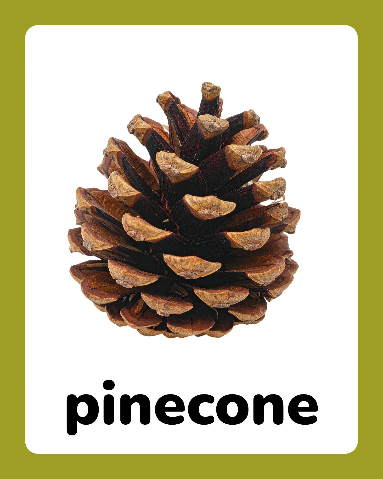 Close-up of a brown pinecone centered on a white card with rounded corners and olive-green border.